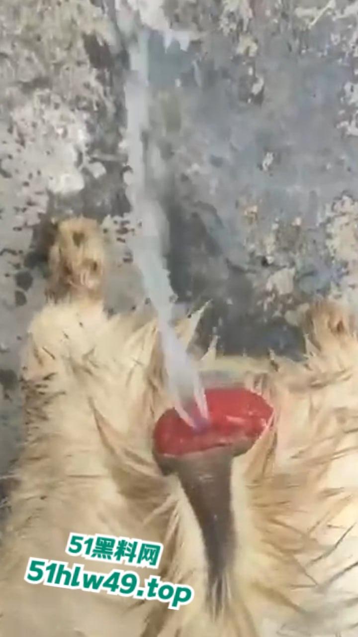 公羊群竟也有基佬,瓜友曝光自己家小羊遭一群公羊后入轮奸,屁眼都给干翻了把小编都看笑了!-5