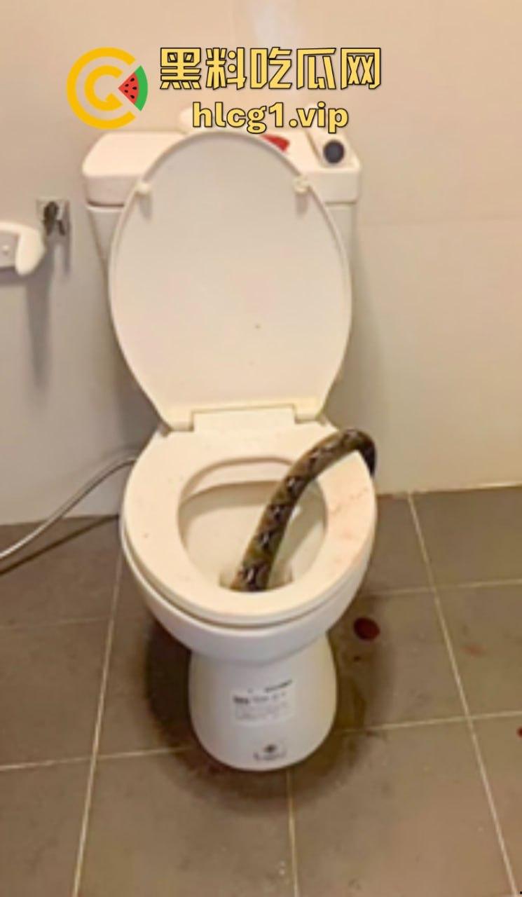 日了狗了!马桶藏12尺蟒蛇 男子下体被咬徒手擒蛇!-1