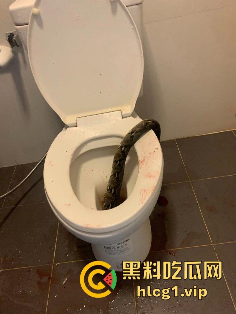 日了狗了!马桶藏12尺蟒蛇 男子下体被咬徒手擒蛇!-2