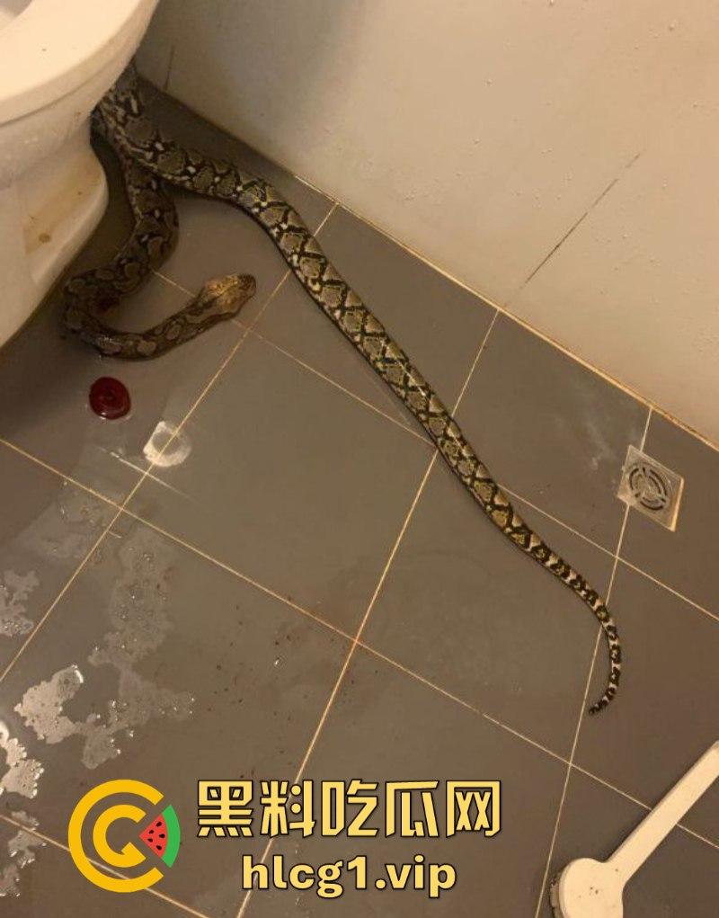 日了狗了!马桶藏12尺蟒蛇 男子下体被咬徒手擒蛇!-3