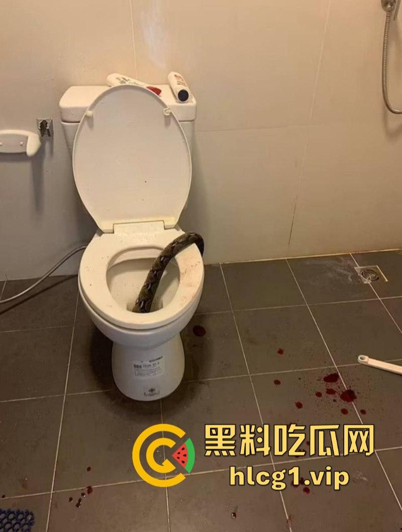 日了狗了!马桶藏12尺蟒蛇 男子下体被咬徒手擒蛇!-4