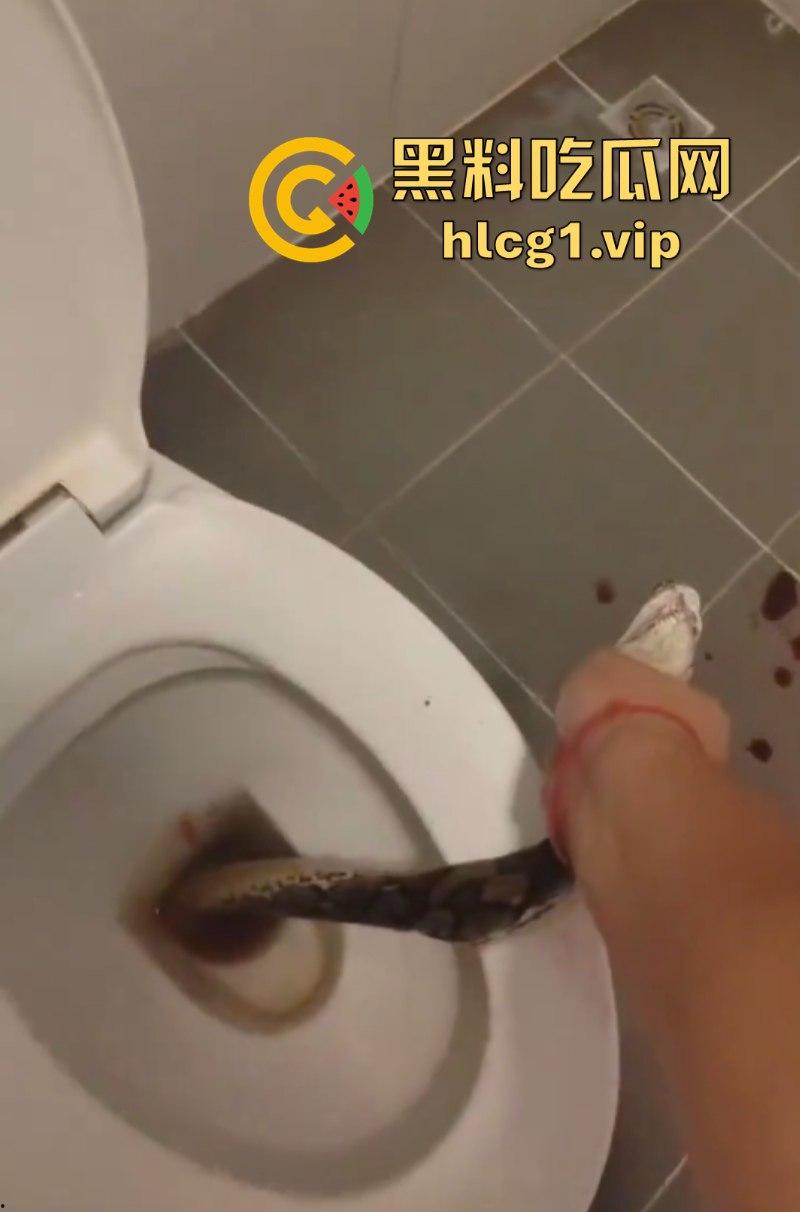日了狗了!马桶藏12尺蟒蛇 男子下体被咬徒手擒蛇!-5