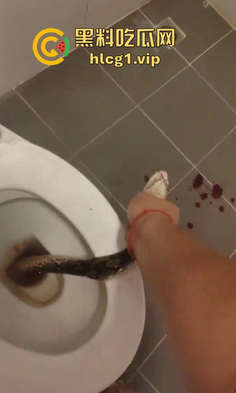 日了狗了!马桶藏12尺蟒蛇 男子下体被咬徒手擒蛇!-6