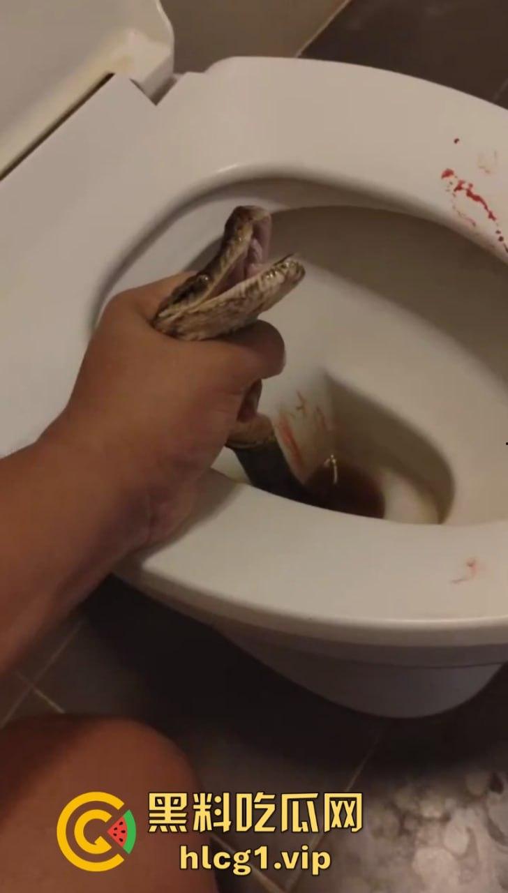 日了狗了!马桶藏12尺蟒蛇 男子下体被咬徒手擒蛇!-7