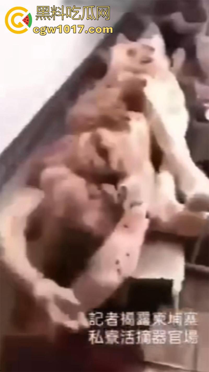 柬埔寨器官交易场实拍,猪仔狗推的最终贩卖地,难怪这里每个人都值钱,只要血型匹配有买主,立刻就会被拉走!-1