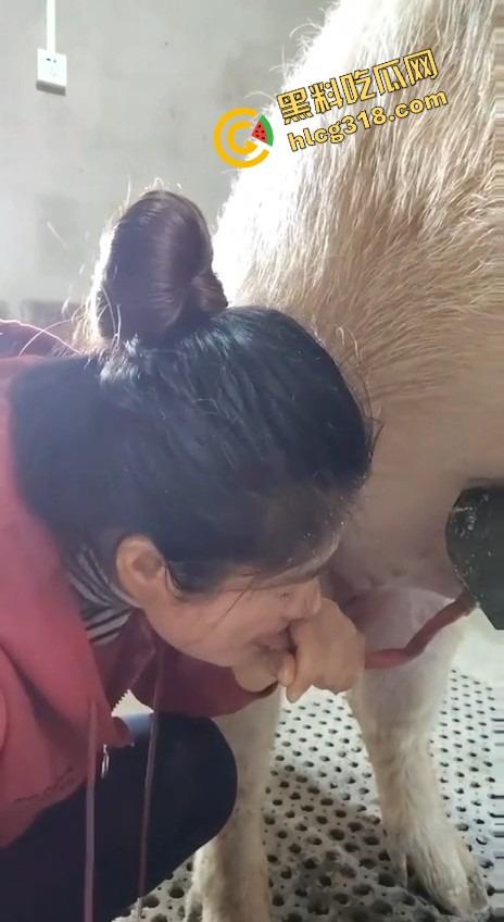 美女上岗第一天就被安排帮猪撸取精，手法娴熟动作老练，取精现场表情管理拉满-9