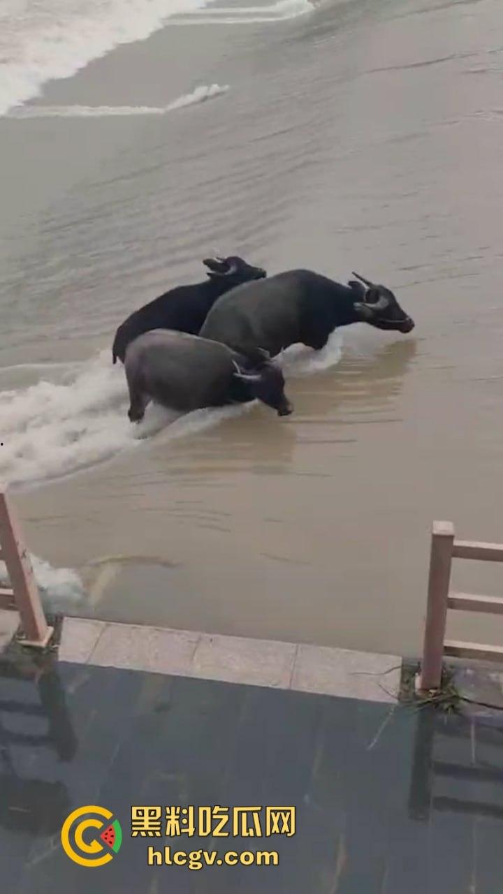 “牛哥这里不让洗澡啊”浙江温州山门台风吹跑5头大黑牛 遭急流卷走又奇迹生还-5