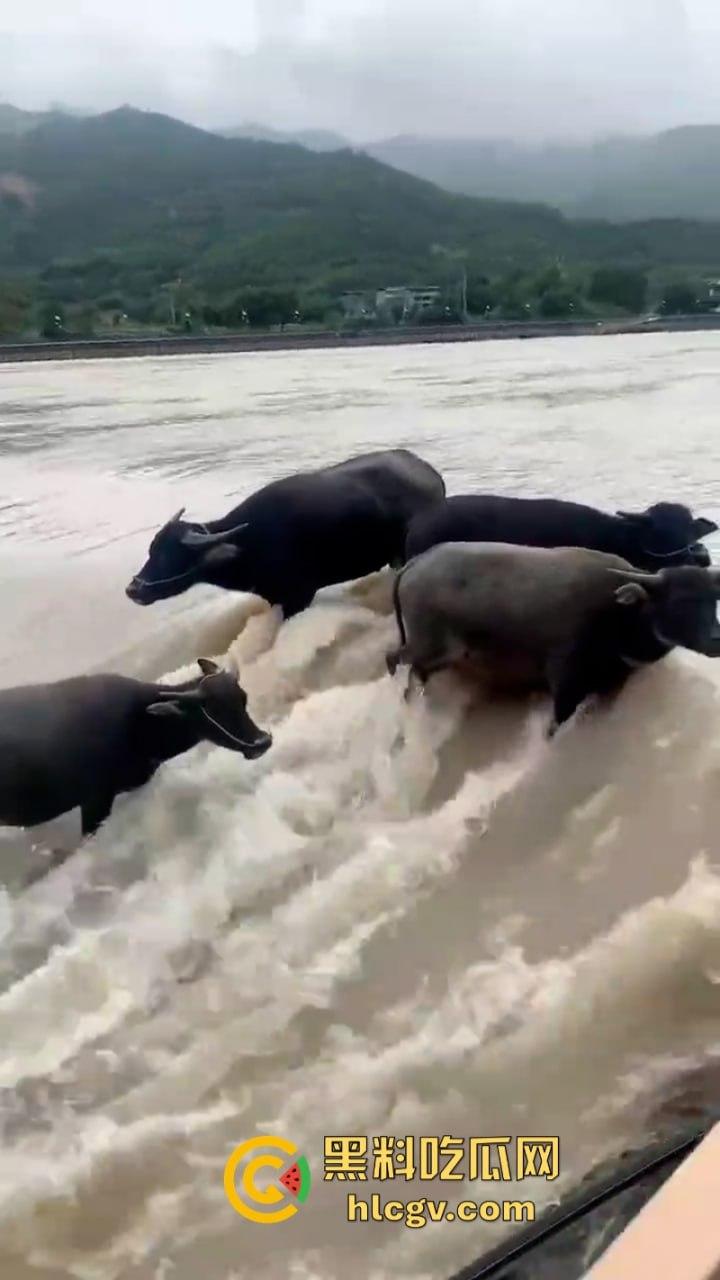 “牛哥这里不让洗澡啊”浙江温州山门台风吹跑5头大黑牛 遭急流卷走又奇迹生还-7