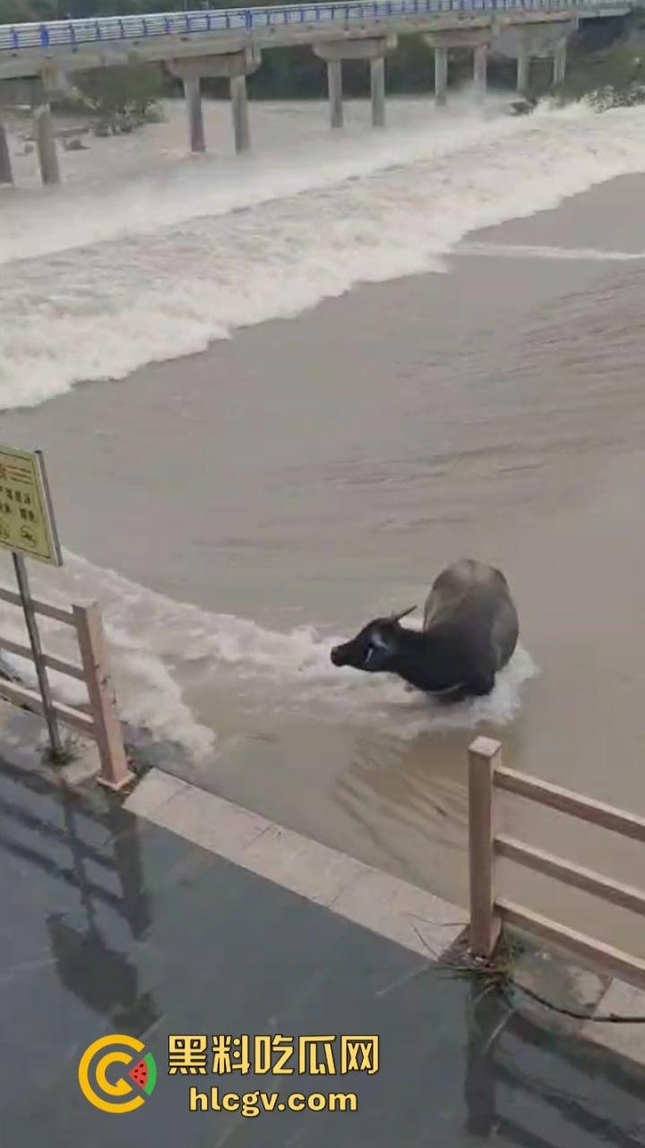 “牛哥这里不让洗澡啊”浙江温州山门台风吹跑5头大黑牛 遭急流卷走又奇迹生还-8