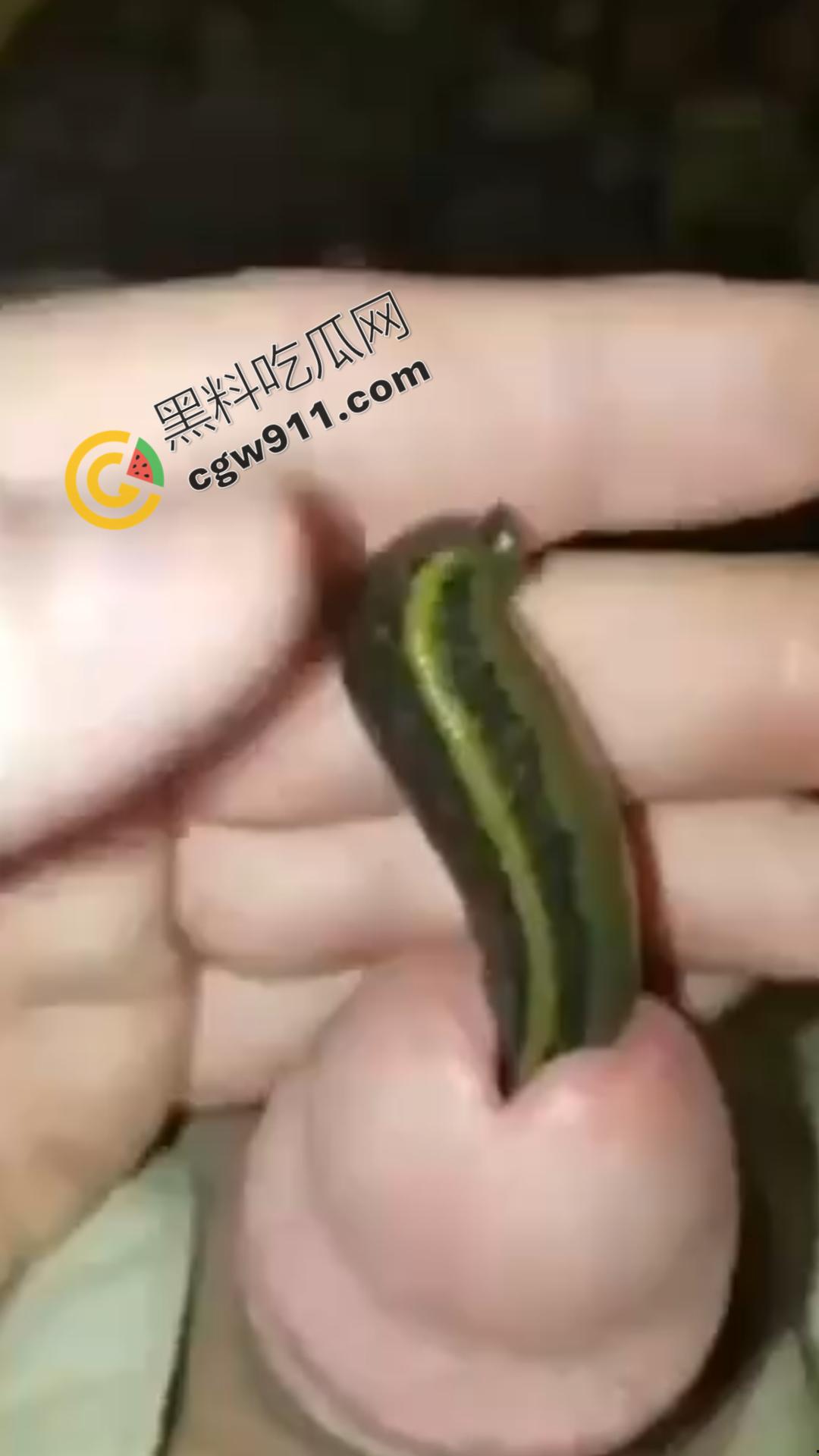 恐怖刺激！活蚂蟥钻入男子大屌的惊悚作死视频，观看者直呼恶心，视觉冲击骇人听闻-1