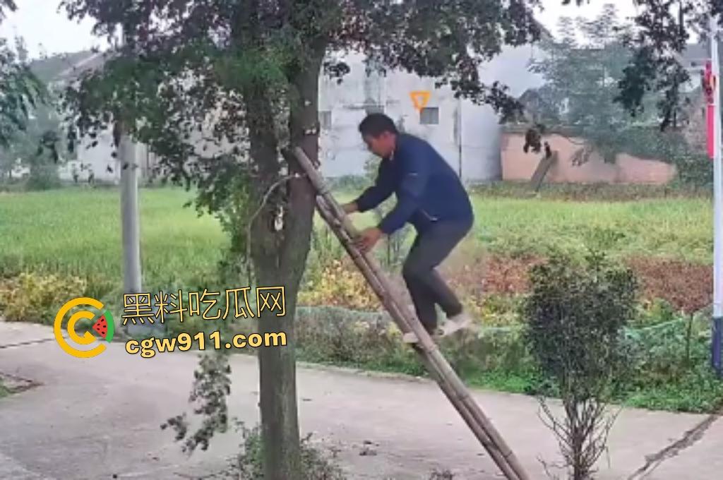 大爷作死上树砍枝惨摔内伤!年过半百爬木梯伐树,树枝滑落砸翻落地,这才是真伐木累,痛到怀疑人生!-2