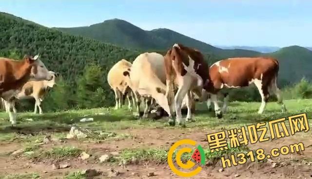 抖音爆笑热瓜，小伙拿登山杖挑牛菊花，没想到反被牛摁地摩擦，这下知道什么叫牛气冲天了吧！-14