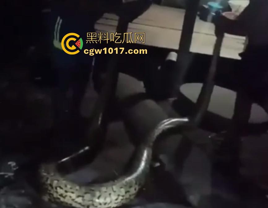 印度醉汉被巨蟒缠绕绞杀，骨骼咔咔断裂脸黑如炭，俩亲兄弟把蟒蛇抬走说喝点恒河水能活，这都黑了还能救？-8