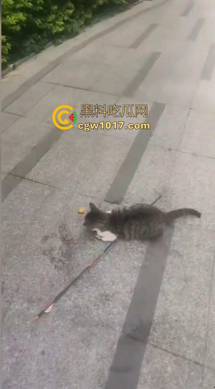 广东揭阳缔景城小区有人虐猫，深夜拿弓箭弓弩射小区小猫咪，在小区乱射箭，如入无人之境，今天敢射猫明天就敢射人！-8