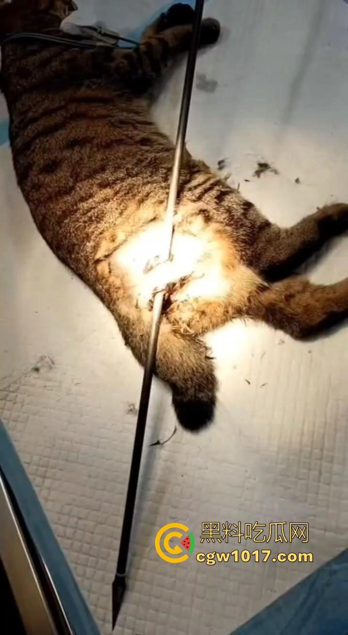 广东揭阳缔景城小区有人虐猫，深夜拿弓箭弓弩射小区小猫咪，在小区乱射箭，如入无人之境，今天敢射猫明天就敢射人！-9