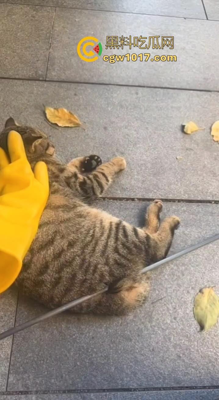 广东揭阳缔景城小区有人虐猫，深夜拿弓箭弓弩射小区小猫咪，在小区乱射箭，如入无人之境，今天敢射猫明天就敢射人！-10