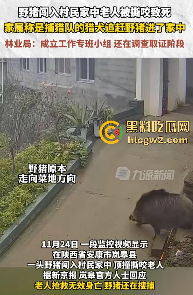 陕西安康野猪闯入民宅撕咬老人致死，老人被反复顶撞撕咬惨不忍睹，野猪仍在追捕中！-7