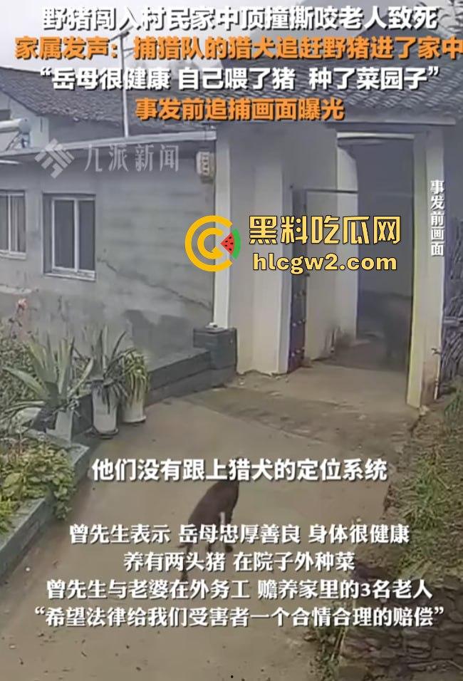 陕西安康野猪闯入民宅撕咬老人致死，老人被反复顶撞撕咬惨不忍睹，野猪仍在追捕中！-10