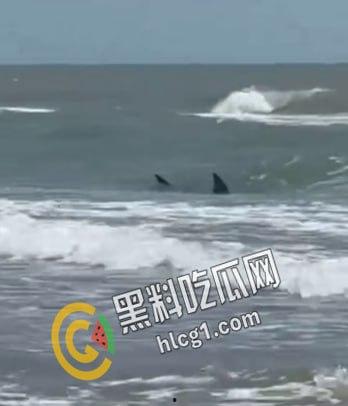 美国德克萨斯州南帕德里岛海滩，多人被鲨鱼咬伤。两男两女遭到鲨鱼袭击。政府已派出直升机将其驱赶。-7