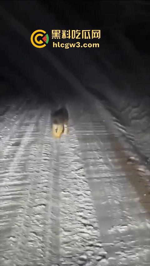 司机遇东北虎赖在公路上，喇叭按了几遍，结果虎王连动都不动，这哪是动物简直是路霸！-9