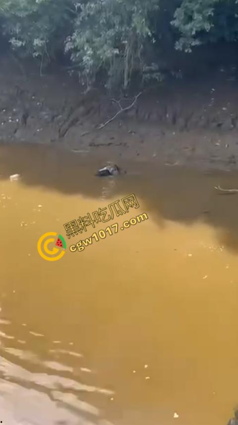 男子野泳惨遭鳄鱼袭击，身体被肆意撕裂，尸体血肉模糊，搜救队惊惧地目睹这惨绝人寰的一幕-3