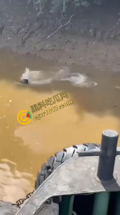 男子野泳惨遭鳄鱼袭击，身体被肆意撕裂，尸体血肉模糊，搜救队惊惧地目睹这惨绝人寰的一幕-4