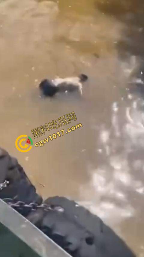 男子野泳惨遭鳄鱼袭击，身体被肆意撕裂，尸体血肉模糊，搜救队惊惧地目睹这惨绝人寰的一幕-9