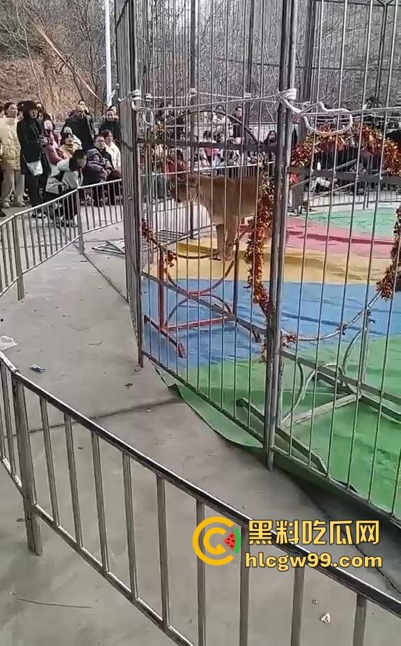 山西运城大年初三狮子突然发疯当街撕咬活人 驯兽师狂揍都没用 死咬不松口!-1