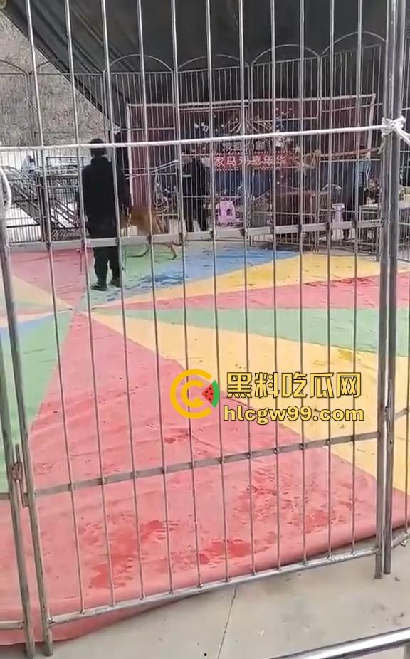 山西运城大年初三狮子突然发疯当街撕咬活人 驯兽师狂揍都没用 死咬不松口!-3