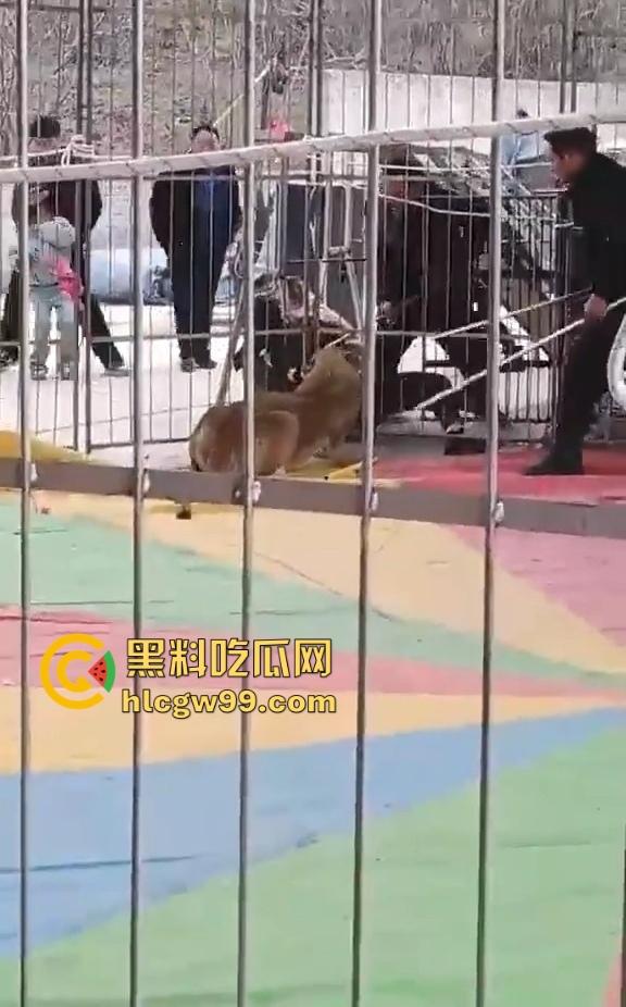 山西运城大年初三狮子突然发疯当街撕咬活人 驯兽师狂揍都没用 死咬不松口!-5