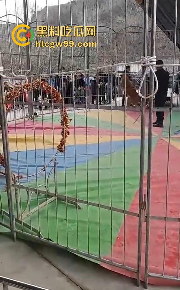 山西运城大年初三狮子突然发疯当街撕咬活人 驯兽师狂揍都没用 死咬不松口!-6