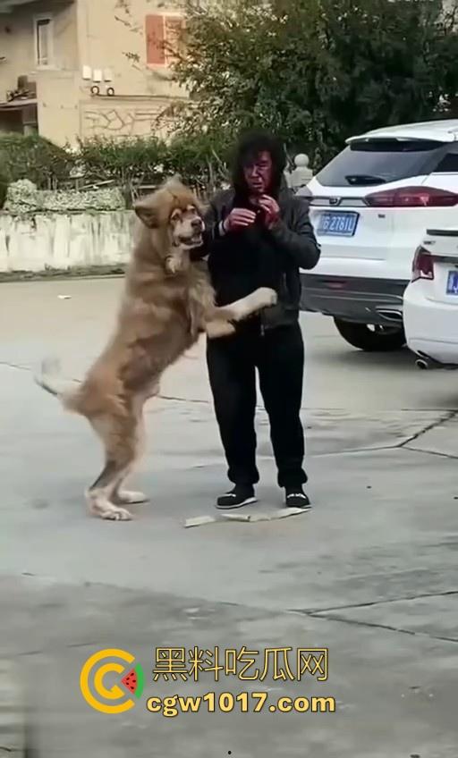 七年老狗反咬主人,不是虐待就突然发疯,满脸都是血,大型狗真恐怖,随后安排处死,这时候爱狗人士怎么不说话了!-2