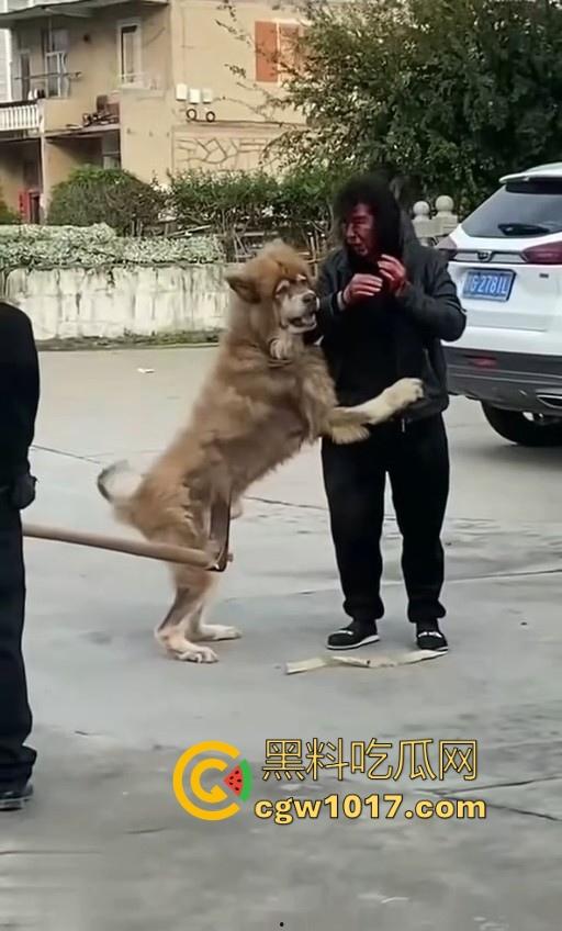 七年老狗反咬主人,不是虐待就突然发疯,满脸都是血,大型狗真恐怖,随后安排处死,这时候爱狗人士怎么不说话了!-4