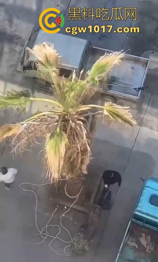 七年老狗反咬主人,不是虐待就突然发疯,满脸都是血,大型狗真恐怖,随后安排处死,这时候爱狗人士怎么不说话了!-8