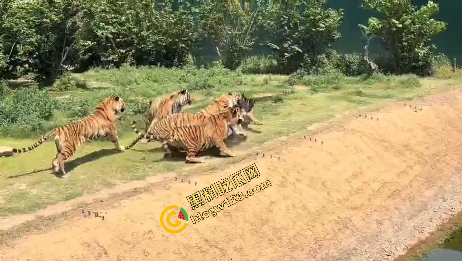 山东德州欧乐堡惊现一只大鹤误入虎区,七虎围成战术扇形现场1V7,最后成了热菜!-5