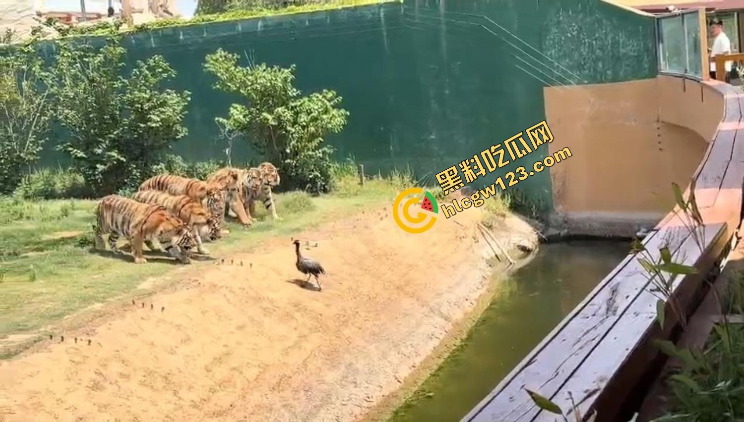 山东德州欧乐堡惊现一只大鹤误入虎区,七虎围成战术扇形现场1V7,最后成了热菜!-7