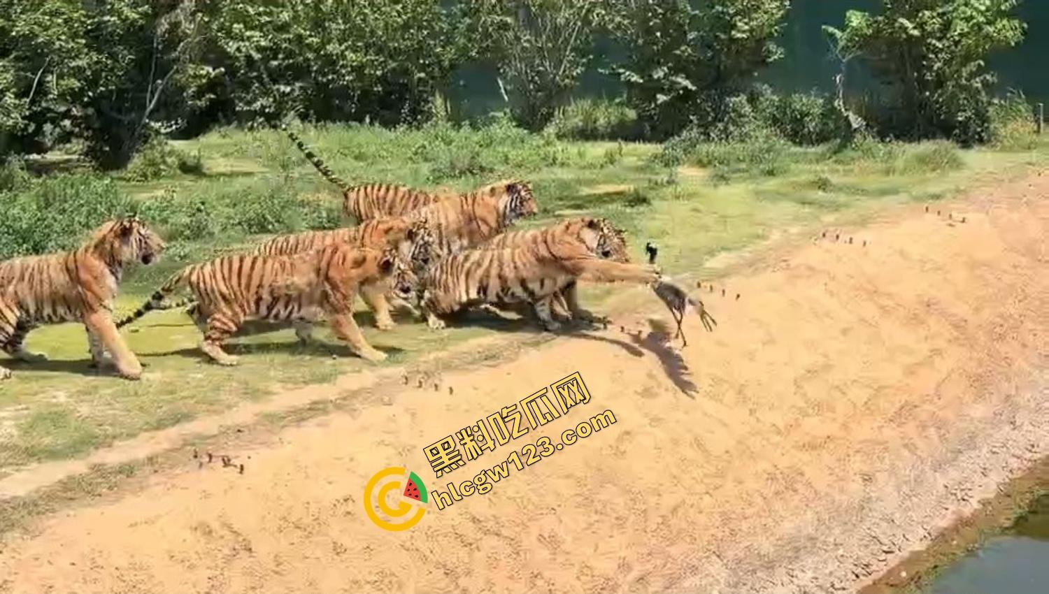 山东德州欧乐堡惊现一只大鹤误入虎区,七虎围成战术扇形现场1V7,最后成了热菜!-11