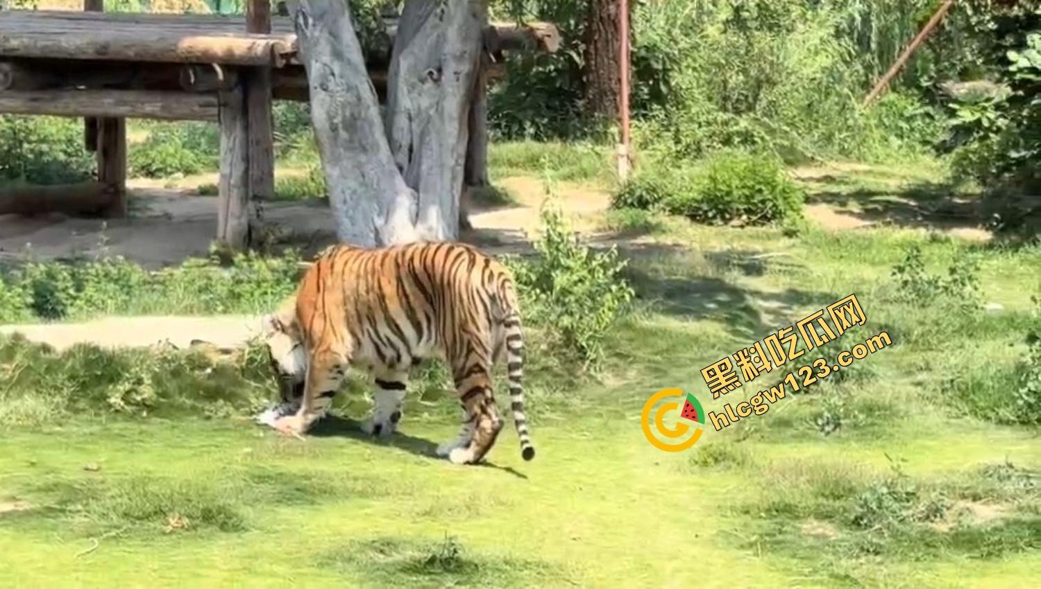 山东德州欧乐堡惊现一只大鹤误入虎区,七虎围成战术扇形现场1V7,最后成了热菜!-12