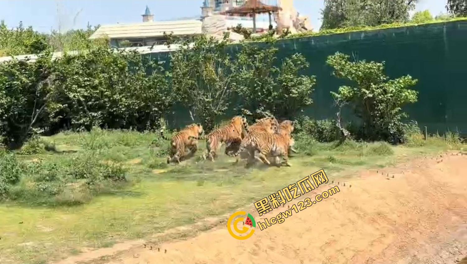 山东德州欧乐堡惊现一只大鹤误入虎区,七虎围成战术扇形现场1V7,最后成了热菜!-14
