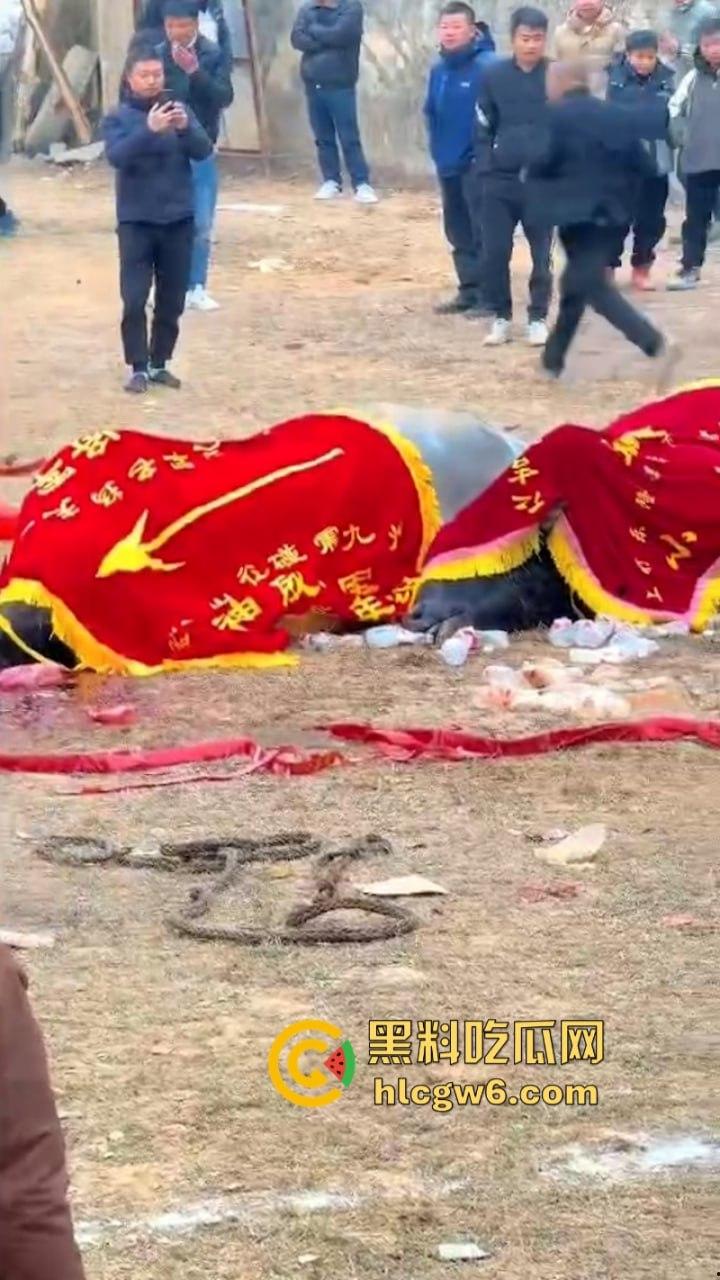 牛王陨落！贵州七十二寨斗牛王小山虎与神威大将军相撞同亡 残忍现场视频流出-2