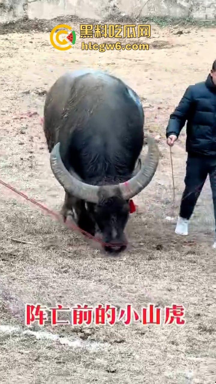 牛王陨落！贵州七十二寨斗牛王小山虎与神威大将军相撞同亡 残忍现场视频流出-5