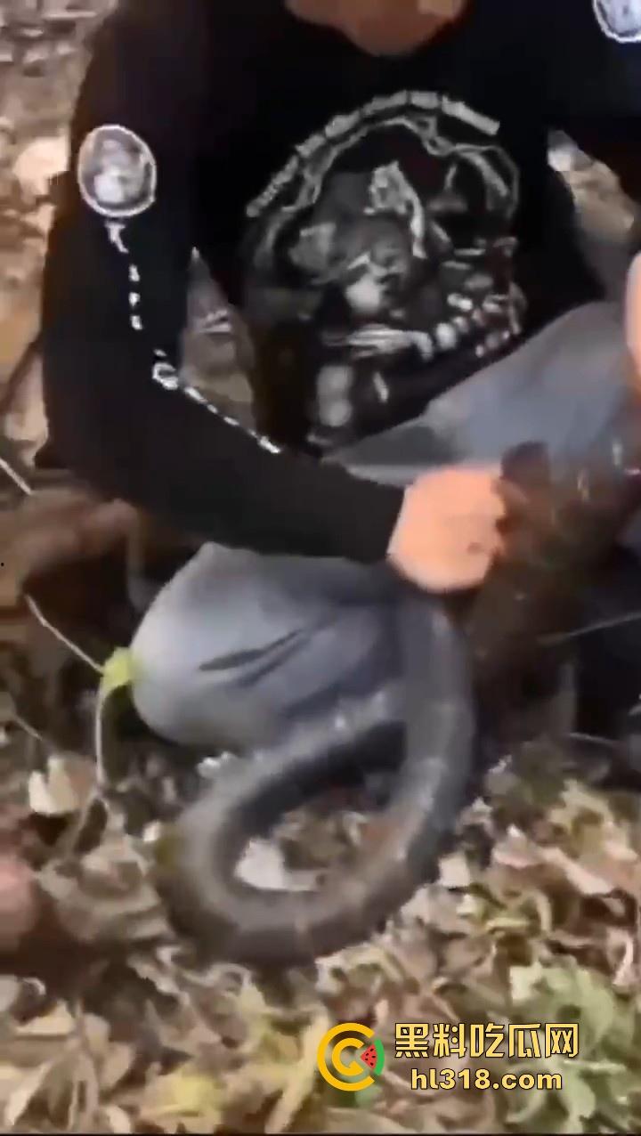 上山采蘑菇偶遇眼镜蛇咬鸡巴，透过裤子咬着死死不放，这是不是感觉不能要了呀！-1