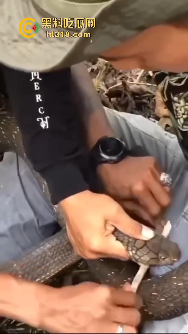 上山采蘑菇偶遇眼镜蛇咬鸡巴，透过裤子咬着死死不放，这是不是感觉不能要了呀！-7