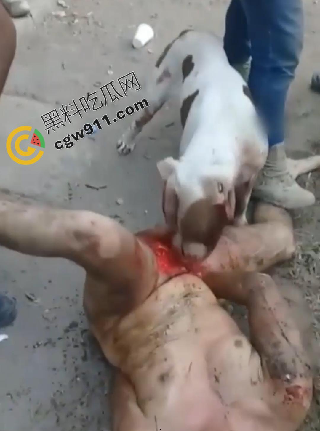 墨西哥城黑帮刑事件：裸男遭受斗牛犬撕咬生吞下体生殖器，画面血腥到令人作呕！-1