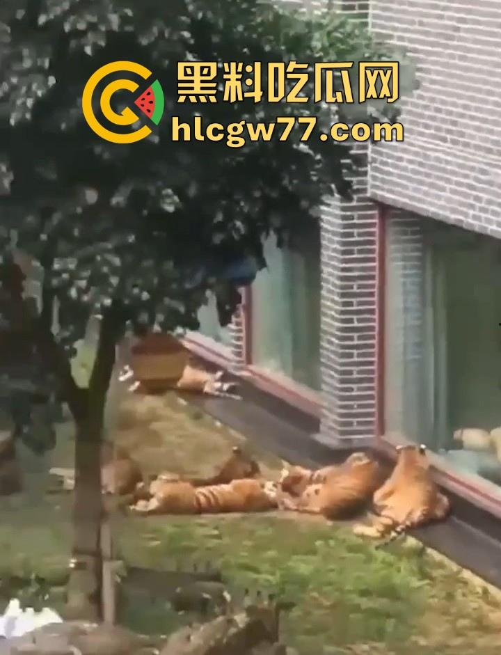 广西柳州雄景生态酒店 美女落地窗前全裸勾引老虎 多方位展示娇躯 大胆露出小穴 老虎竟看的津津有味！-5