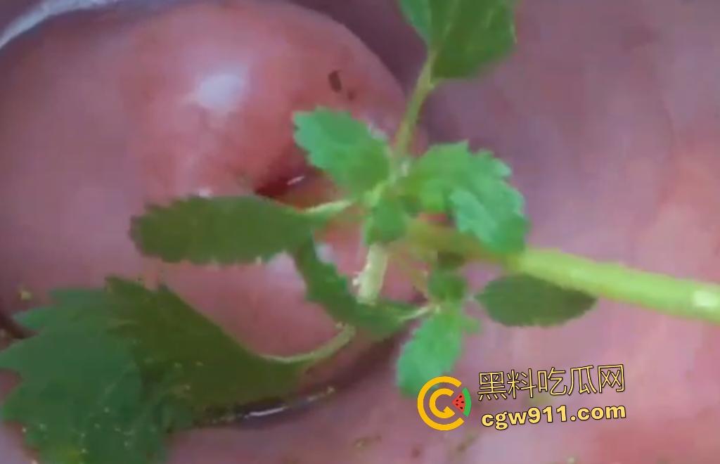 欧美老骚货狂虐宫颈！扩阴器撑开巨逼塞荨麻草，痒痛喷汁高潮不止，狠逼不怕肿胀只求刺激快感！-1