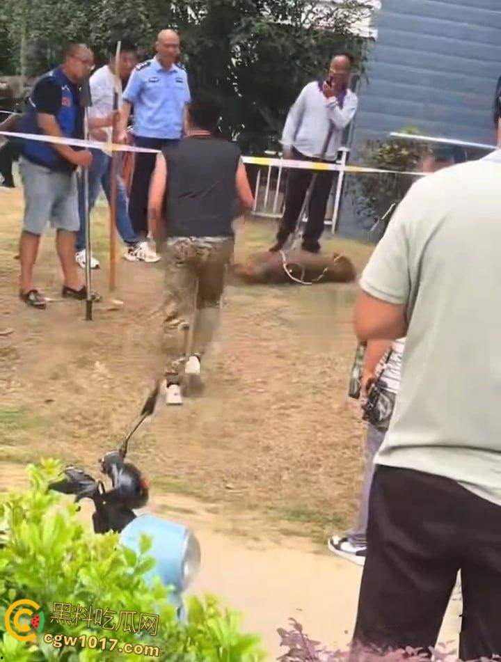安徽马鞍山和县京都公馆，一头野猪将居民门撞坏后跑进居民家里，公安携带猎犬和道具将野猪麻醉 ！-7