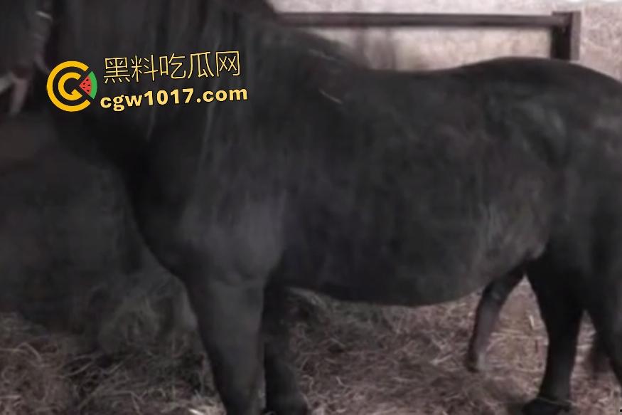 女主人用骚逼安慰发情马儿，大鸡巴插几分钟射精，戴套不过瘾还要换马射满子宫，马儿心想：就插这么点，跟我玩呢！-1