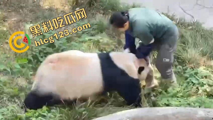 重庆动物园熊猫发狂，饲养员被推倒现场尖叫不断！-12